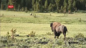 AMERICAN BISON LOOKING AT BROWN BEAR WALKING TOWARDS CAM