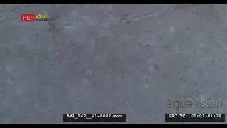 Tilted down Aerial Drone African lioness walking over bushveld salt-pan