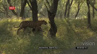 Bengal tiger patrolling territory, walking in green woodland PROFILE AmCam