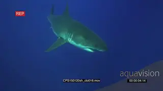 Two large Great White Sharks cruising in deep blue ocean HA PROFILE