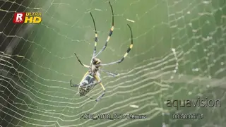 Golden silk orb-weaver spider walking on its web.