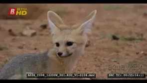 Close side shot of juvenile cape fox's cute face nervously smelling looking and listening.