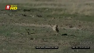 A pair of Burrowing owls head above the burrow surface.