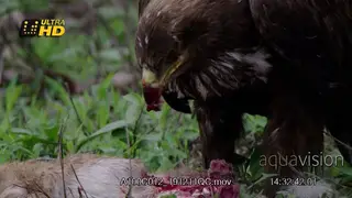 Extreme close up shot of steppe eagle eating meat