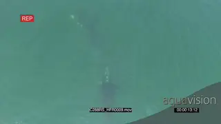 AERIAL of Southern right whales swimming