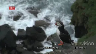 Puffin standing on a rock above ocean and looking around HA MLS