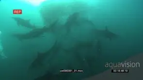 Dusky Sharks and Common Dolphins swimming underwater in ocean with Sardines and Cape.