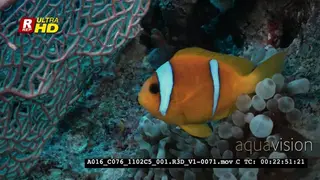 A Close Up of an adult Two-banned Anemonefish.