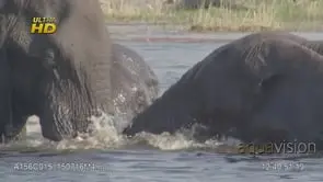 Two adult African Elephant aggressive behaviour, showing dominance, fight and…