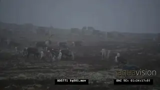 Young and adult Reindeer herd, also known as caribou in North America.