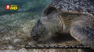 An Extreme Close Up, tracking shot of a Green Sea Turtle mydas eating sea gass.