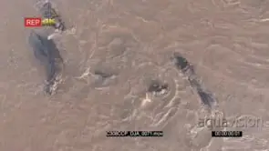 B-Roll Chem Chem Safari: Drone Aerials over hippo pod Swimming in the River
