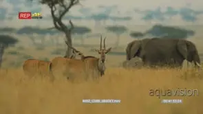 Two elands standing inside grass looking at camera two elephants grazing in the background