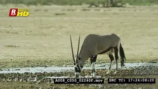 Gemsbok walking, drinking water and standing. WS.