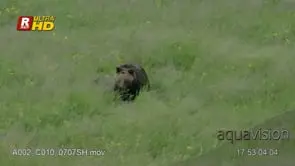 Adult female Grizzly bear mother and two cubs returning to a bison carcass, walking…