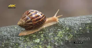 Giant African Land Snail slithering across wet tree log RAIN