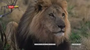 Close up of male lion looking towards camera meat in front