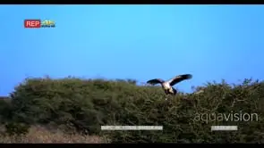 A male and female secretary birds one sits on their nest in a thorn tree while the other.