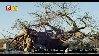 A Scenic Wide shot of a big dry Baobab tree facing upside down.