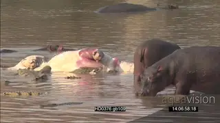 Float of Nile crocodiles feeding on hippo carcass in water as hippos look on nearby young.