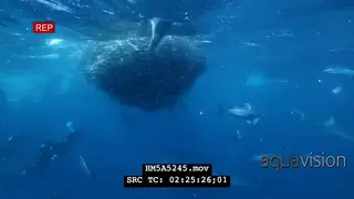 Divers filming Sardine ball swimming close to surface underwater in ocean with…