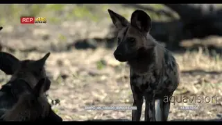 A Pack of African Wild Dogs sitting and Walking under the tree shade with blood on the.