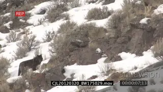 Elk Antelope and Gray Wolf walking and standing on rocky snowy prairie WS