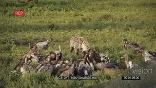 Spotted Hyena and a flock of Vultures feeding on a Pregnant Wildebeest Carcass Hyena.