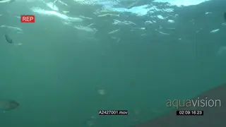 Great White Sharks gently cruising around underwater in ocean passing by camera HAND GREEN