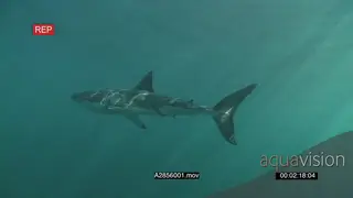 A pair of Great white sharks gently swimming underwater in ocean passing by camera and.