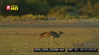 Kori bustard walking, foraging and feeding on insects and looking around.
