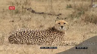Cheetah laying down stalking pose scouting for prey hunting grooming Windy conditions