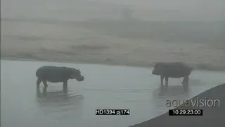 Hippos in misty rain conditions facing off intimidation behaviour dung scattering…