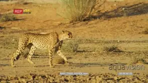 Cheetah walking/stalking in the desert then stop