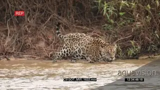 Jaguar (Panthera onca) hunting entering river, Pantanal