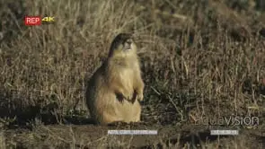 Prairie Dog sitting on prairie looking around MLS