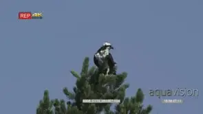 osprey in top of pine moving head looking for fish