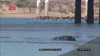 Sea Otter foraging in water MWS