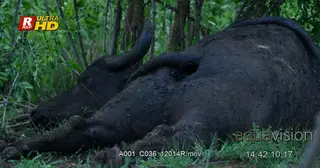 Cape buffalo dead carcass.