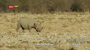 Black rhino walk across a dry rocky landscape