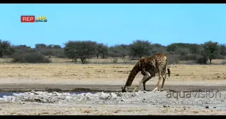 Giraffe drinking water