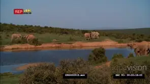 African Elephants Play fighting Drinking water and grazing GENERAL BEHAVIOR