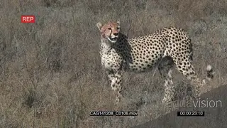 Cheetah walking on the Savannah, TRA, HA, one Cheetah walking and looking around over the.