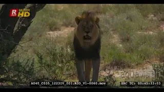 Male lion standing at a tree that he has just marked with his scent looking around
