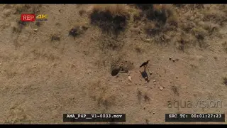 Aerial Drone Southern Ground Hornbills foraging digging in burrow for food