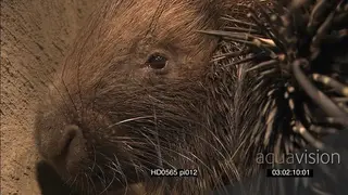 Pan from Cape porcupine's face to quills in burrow at NIGHT CU PAN