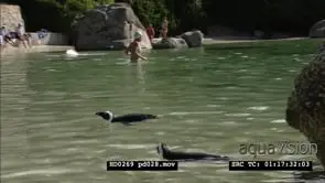 African Penguins on Boulders beach, between bathers and beachgoers