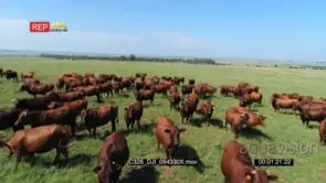 Drone Aerial over cow herd Grazing Standing GENERAL BEHAVIOUR