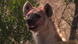 A Pair of Spotted Hyenas looking around Alert while feeding on a carcass