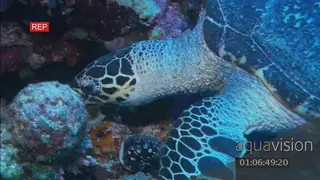 Hawksbill Sea Turtle looking for reef coral to feed on, swims very close to camera